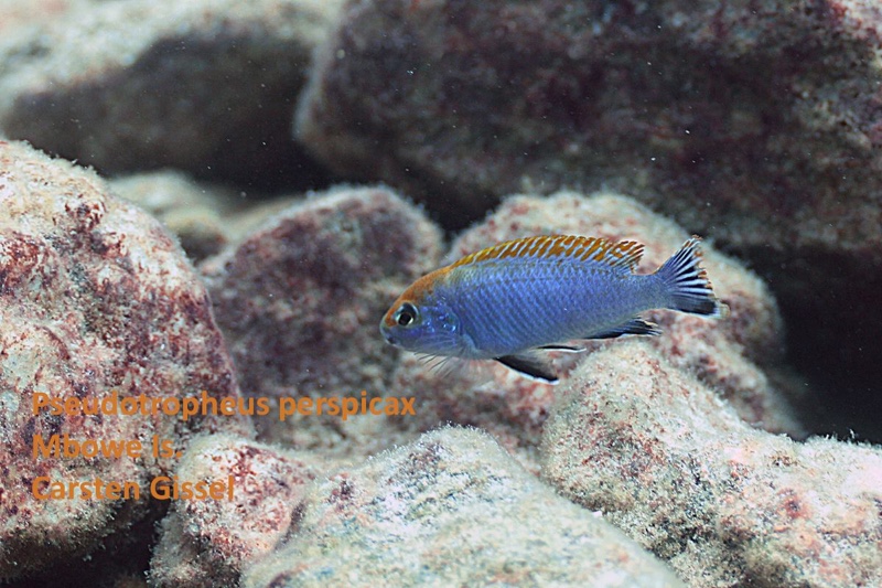 Pseudotropheus perspicax 'Mbowe Island'